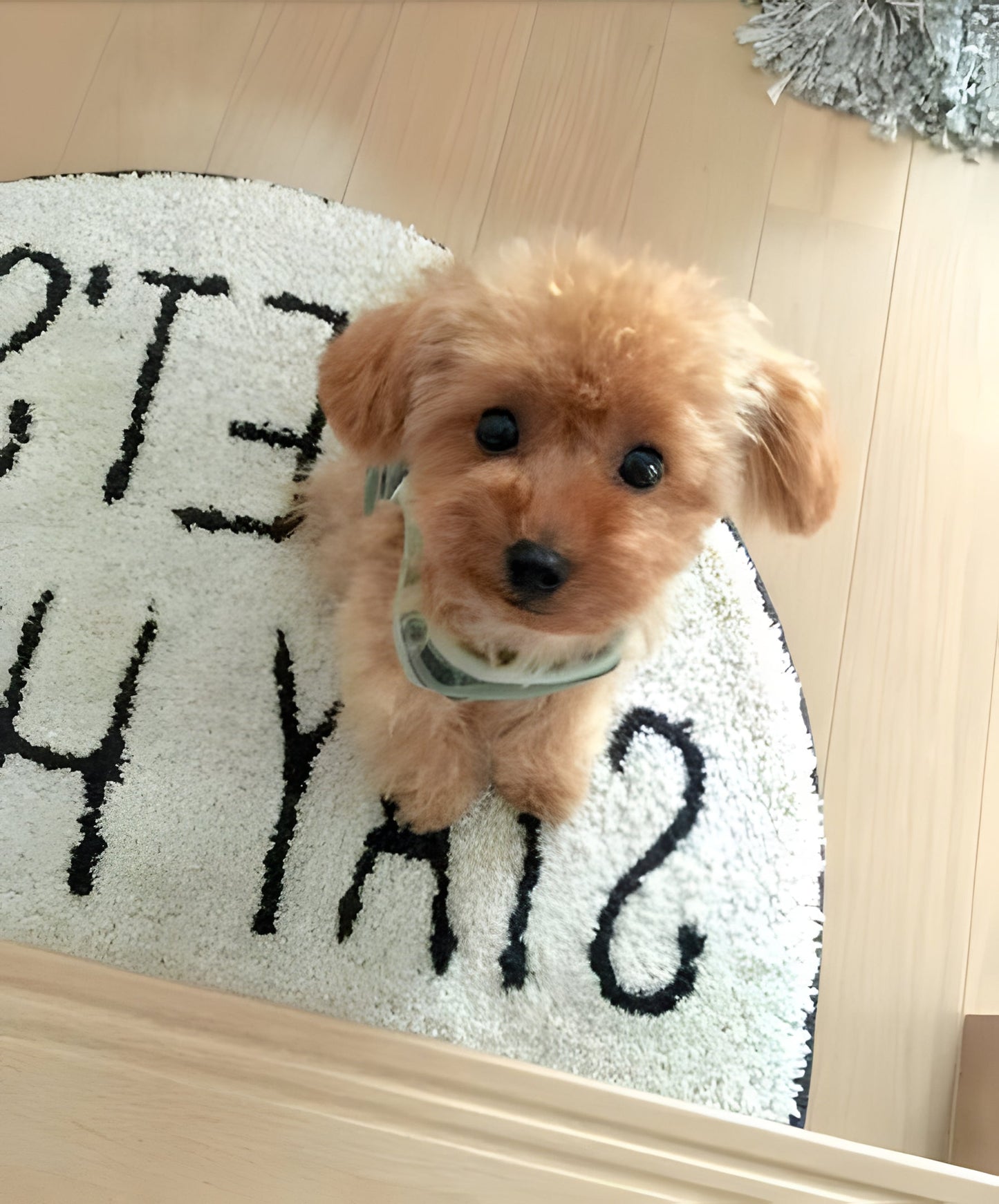 Realistic Teddy Dog Lucky | Plush Puppy