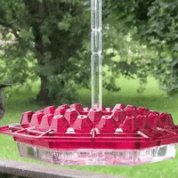Ant Proof Hummingbird Feeder Outdoor Hanging Perch