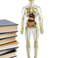 3d Human Body Torso Model for Kids | Anatomy Model Skeleton